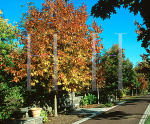 Picture of Quercus shumardii 