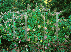 Picture of Hydrangea paniculata 