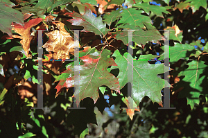 Picture of Quercus shumardii 