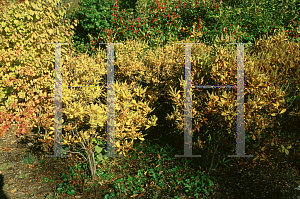 Picture of Clethra alnifolia 'Rosea'