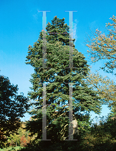 Picture of Abies cephalonica 