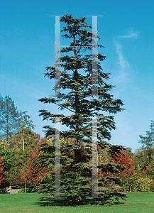 Picture of Cedrus libani ssp. stenocoma 