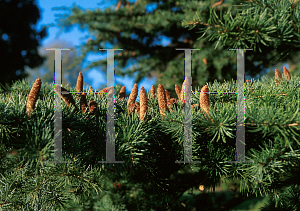 Picture of Cedrus libani ssp. stenocoma 