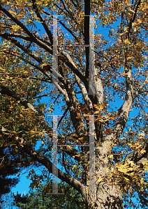 Picture of Quercus macrocarpa 