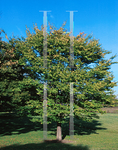 Picture of Zelkova serrata 