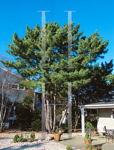 Picture of Pinus thunbergii 