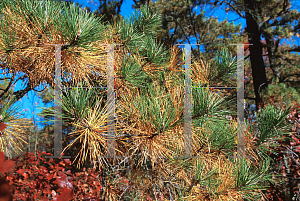 Picture of Pinus rigida 