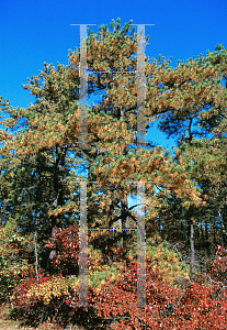 Picture of Pinus rigida 