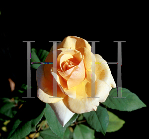 Picture of Rosa  'Brandy'