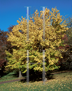 Picture of Prunus grayana 