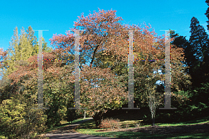 Picture of Prunus x yedoensis 