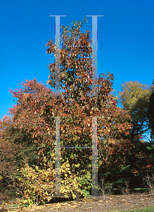 Picture of Quercus montana 