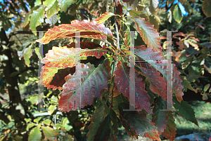 Picture of Quercus montana 