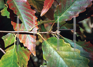 Picture of Quercus montana 