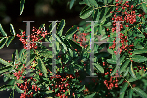 Picture of Zanthoxylum simulans 