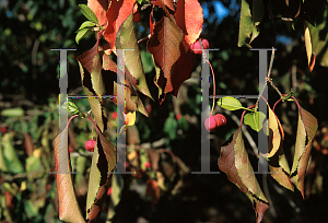 Picture of Euonymus hamiltonianus 