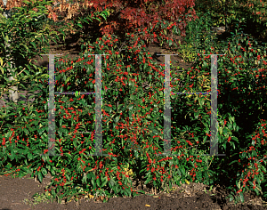 Picture of Ilex verticillata 'Sunset'