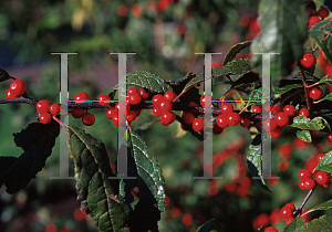 Picture of Ilex verticillata 'Sunset'