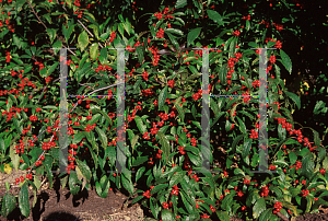 Picture of Ilex verticillata 'Sunset'