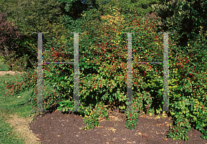 Picture of Ilex  'Harvest Red'