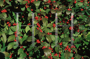 Picture of Ilex  'Harvest Red'