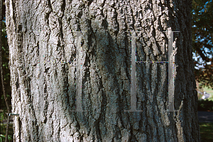 Picture of Quercus imbricaria 