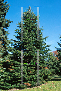 Picture of Abies holophylla 