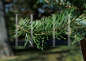 Picture of Abies holophylla 