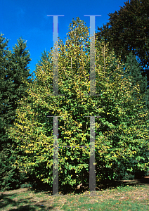 Picture of Corylus colurna 