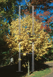 Picture of Carpinus cordata 