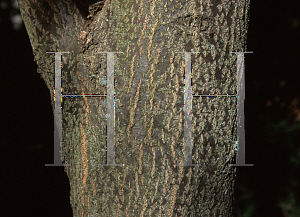 Picture of Carpinus cordata 