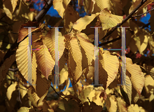 Picture of Carpinus cordata 