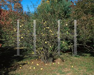 Picture of Chaenomeles cathayensis 