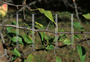 Picture of Chaenomeles cathayensis 