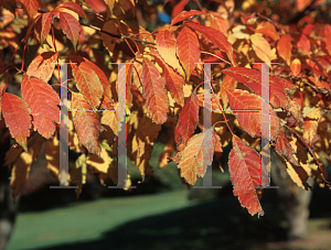 Picture of Acer cissifolium 