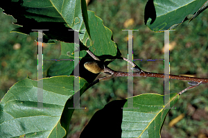 Picture of Magnolia x 'Elizabeth'