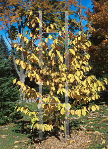 Picture of Magnolia x soulangiana 'Pristine'