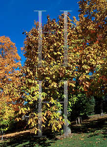 Picture of Magnolia tripetala 