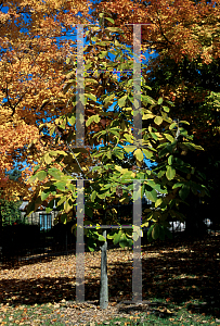 Picture of Magnolia officinalis 