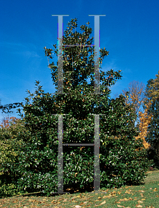 Picture of Magnolia grandiflora x liliiflora 