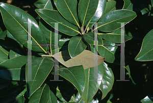 Picture of Magnolia grandiflora x liliiflora 