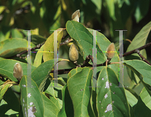 Picture of Magnolia zenii 