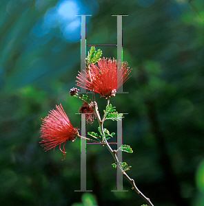 Picture of Mimosa grahamii 