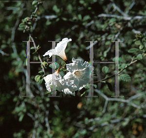 Picture of Cordia parvifolia 