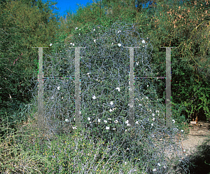 Picture of Cordia parvifolia 