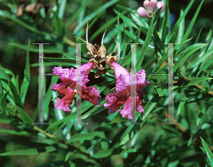 Picture of Chilopsis linearis 