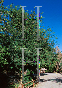 Picture of Acacia nigricans 