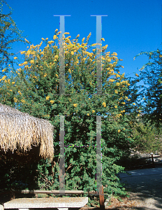 Picture of Acacia karroo 