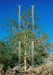 Picture of Acacia xanthophloea 