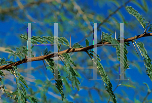 Picture of Acacia xanthophloea '~Species'
